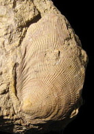 Striatifera striata Fischer