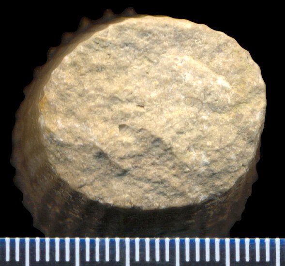 Thoracoceras vestitum