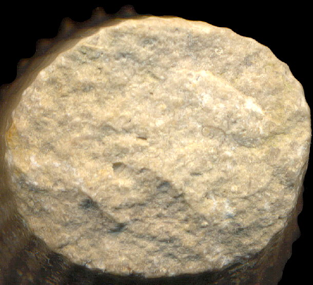 Thoracoceras vestitum