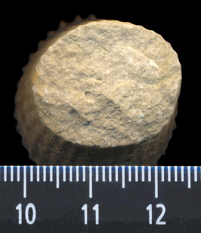 Thoracoceras vestitum