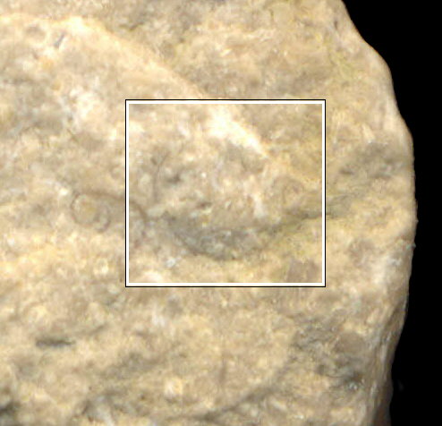 Thoracoceras vestitum