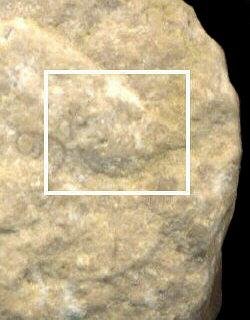 Thoracoceras vestitum