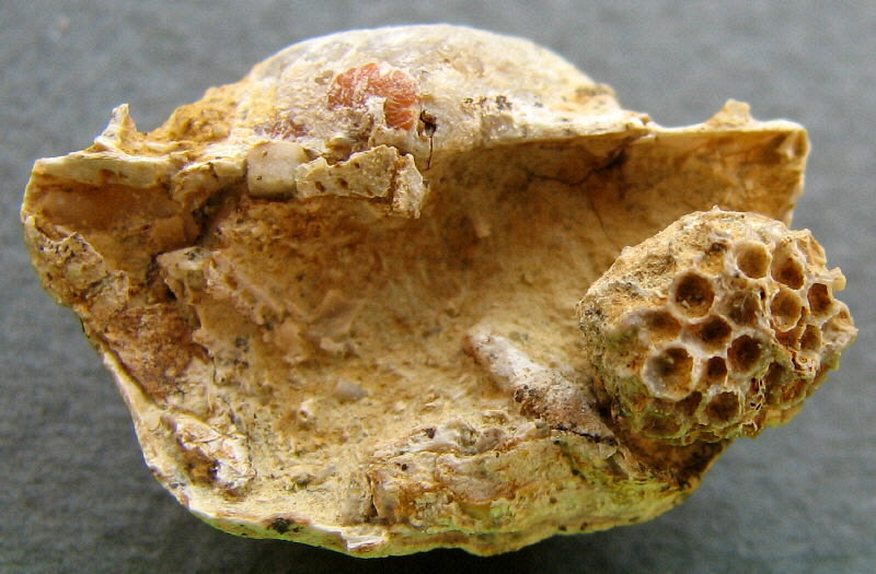 Michelinia sp. - Rugatia boliviensis