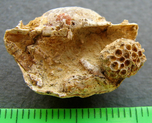 Michelinia sp. - Rugatia boliviensis