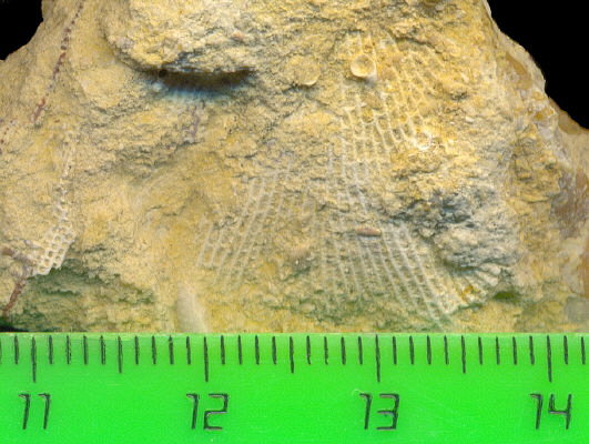Fenestella sp.