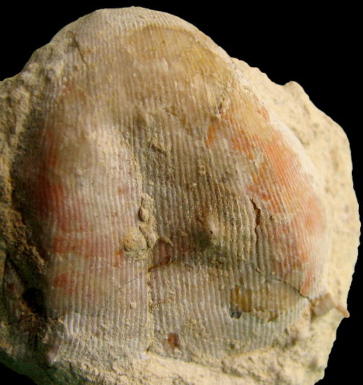 Linoproductus coralineatus Ivanov, 1935