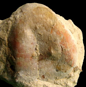 Linoproductus coralineatus Ivanov, 1935