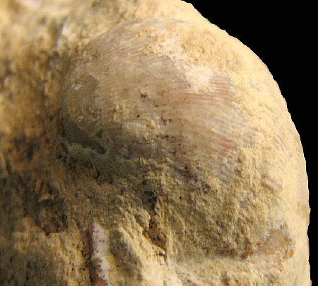 Linoproductus coralineatus Ivanov, 1935