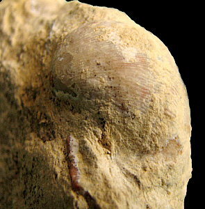 Linoproductus coralineatus Ivanov, 1935