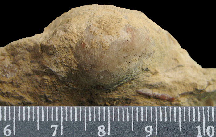 Linoproductus coralineatus Ivanov, 1935