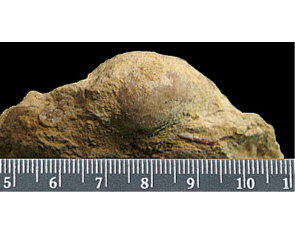 Linoproductus coralineatus Ivanov, 1935