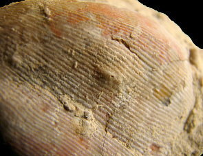 Linoproductus coralineatus Ivanov, 1935