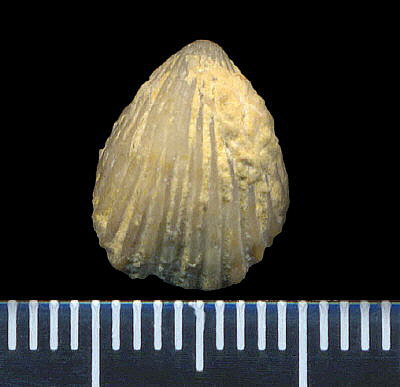 Hustedia pseudocardium Nikitin