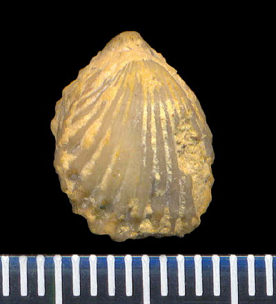 Hustedia pseudocardium Nikitin