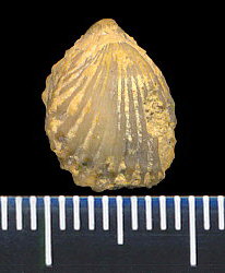 Hustedia pseudocardium Nikitin