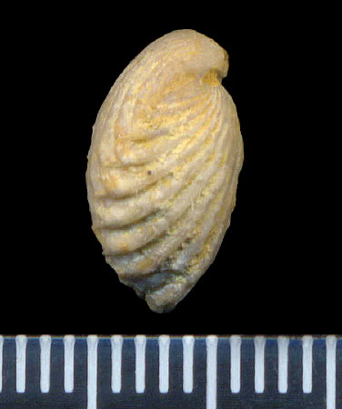 Hustedia pseudocardium Nikitin
