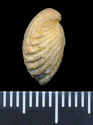 Hustedia pseudocardium Nikitin