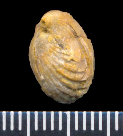 Hustedia pseudocardium Nikitin