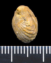 Hustedia pseudocardium Nikitin