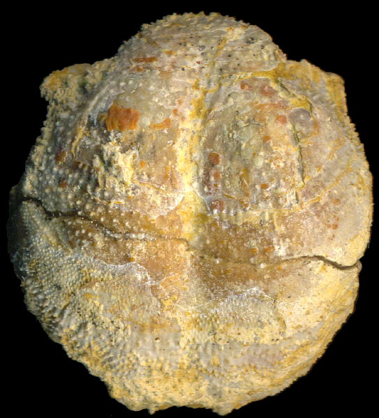 Parajuresania tastubensis (Tschernyshev)