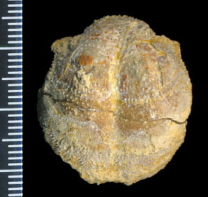 Parajuresania tastubensis (Tschernyshev)