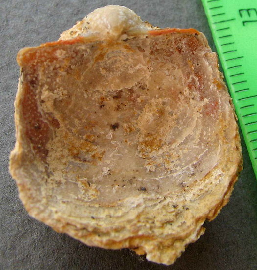 Parajuresania tastubensis (Tschernyshev)