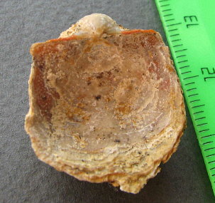 Parajuresania tastubensis (Tschernyshev)