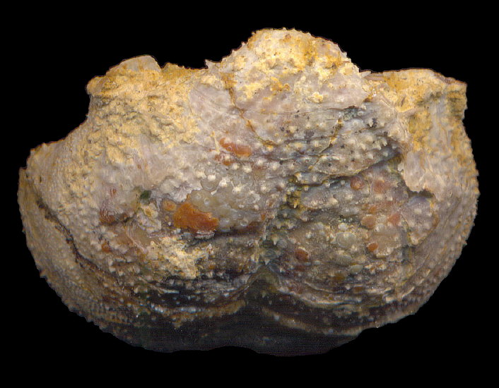 Parajuresania tastubensis (Tschernyshev)