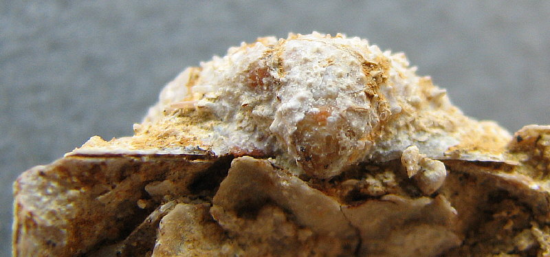 Parajuresania tastubensis (Tschernyshev)