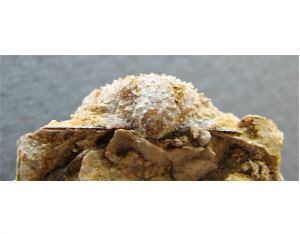 Parajuresania tastubensis (Tschernyshev)