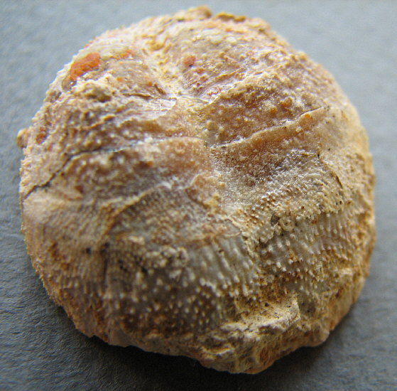 Parajuresania tastubensis (Tschernyshev)