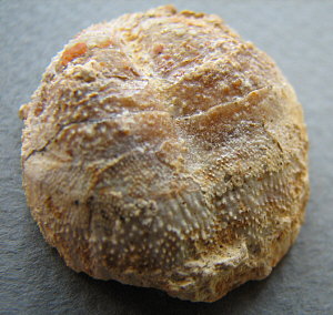 Parajuresania tastubensis (Tschernyshev)