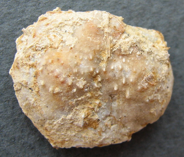 Parajuresania tastubensis (Tschernyshev)