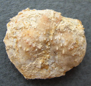 Parajuresania tastubensis (Tschernyshev)