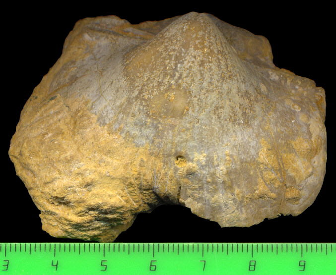 Alphachoristites condoriformis (Einor, 1939)