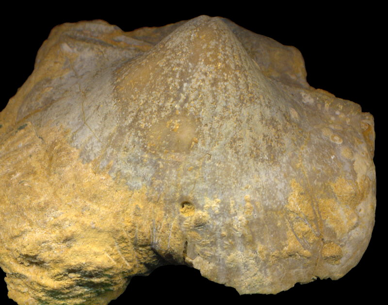 Alphachoristites condoriformis (Einor, 1939)