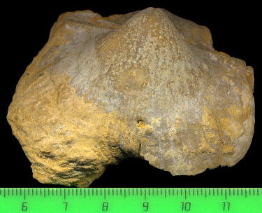 Alphachoristites condoriformis (Einor, 1939)