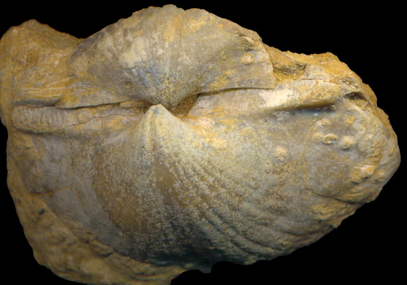 Alphachoristites condoriformis (Einor, 1939)