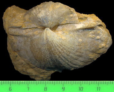 Alphachoristites condoriformis (Einor, 1939)