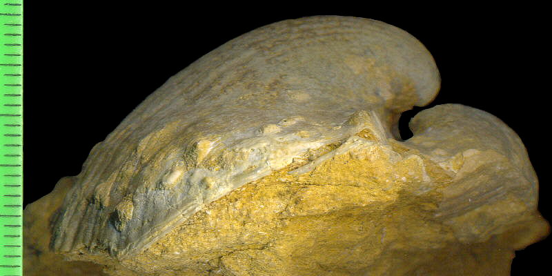 Alphachoristites condoriformis (Einor, 1939)