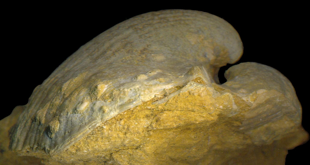 Alphachoristites condoriformis (Einor, 1939)