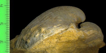 Alphachoristites condoriformis (Einor, 1939)