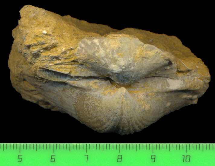 Alphachoristites condoriformis (Einor, 1939)