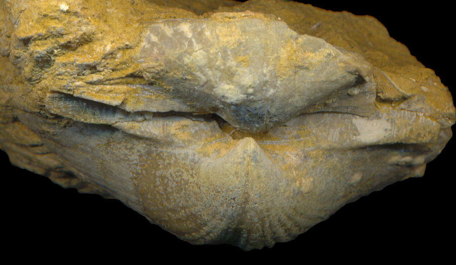 Alphachoristites condoriformis (Einor, 1939)