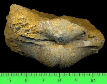 Alphachoristites condoriformis (Einor, 1939)