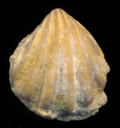 Hustedia remota (Eichwald, 1860)