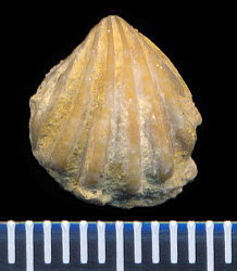 Hustedia remota (Eichwald, 1860)