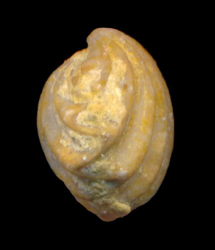 Hustedia remota (Eichwald, 1860)