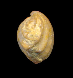 Hustedia remota (Eichwald, 1860)