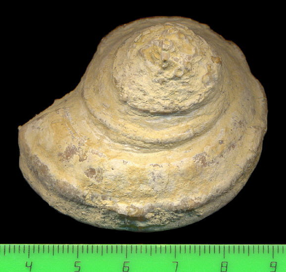 Omphalotrochus canaliculatus Trautschold